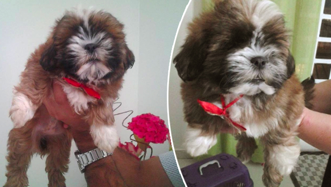 Tag: Meu bichinho de Estimação